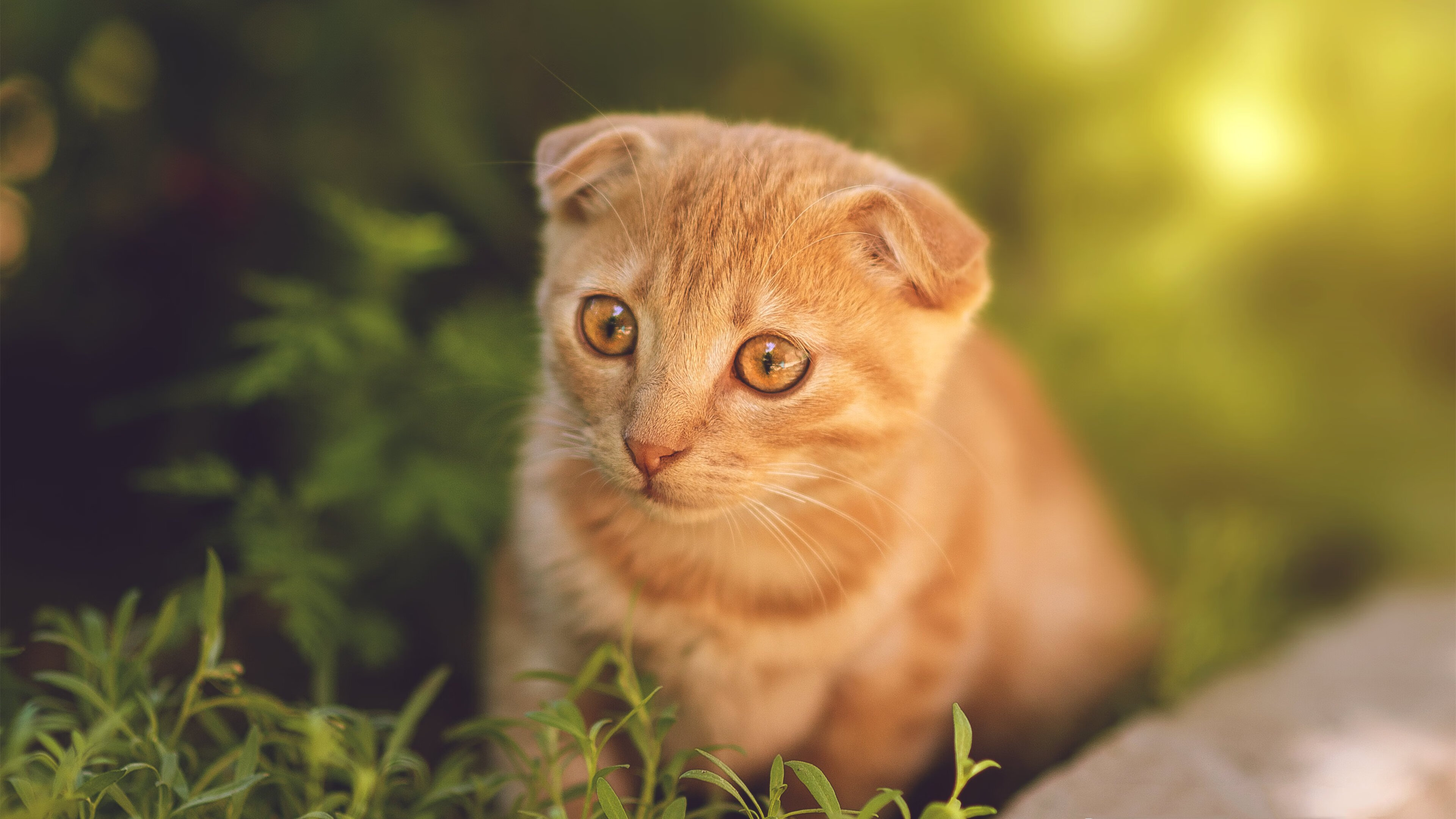 英超裁判组语义同步工具用于多裁联动判罚协同测试,英超裁判主队