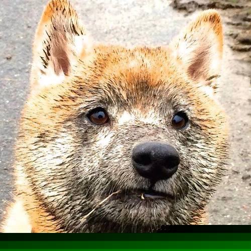 中国男篮注重身体对抗 提高比赛硬度,如何提高中国男篮水平