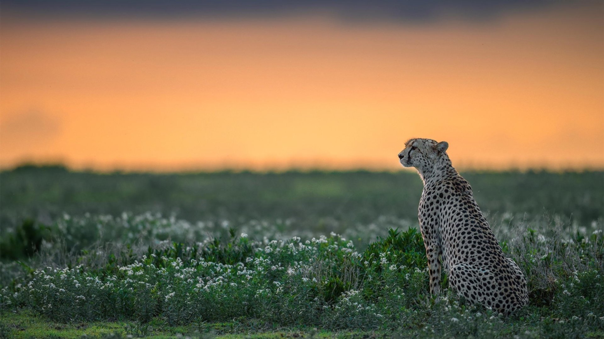 中国足球青训联盟合作计划正式签署,中国足球青训学校有哪些