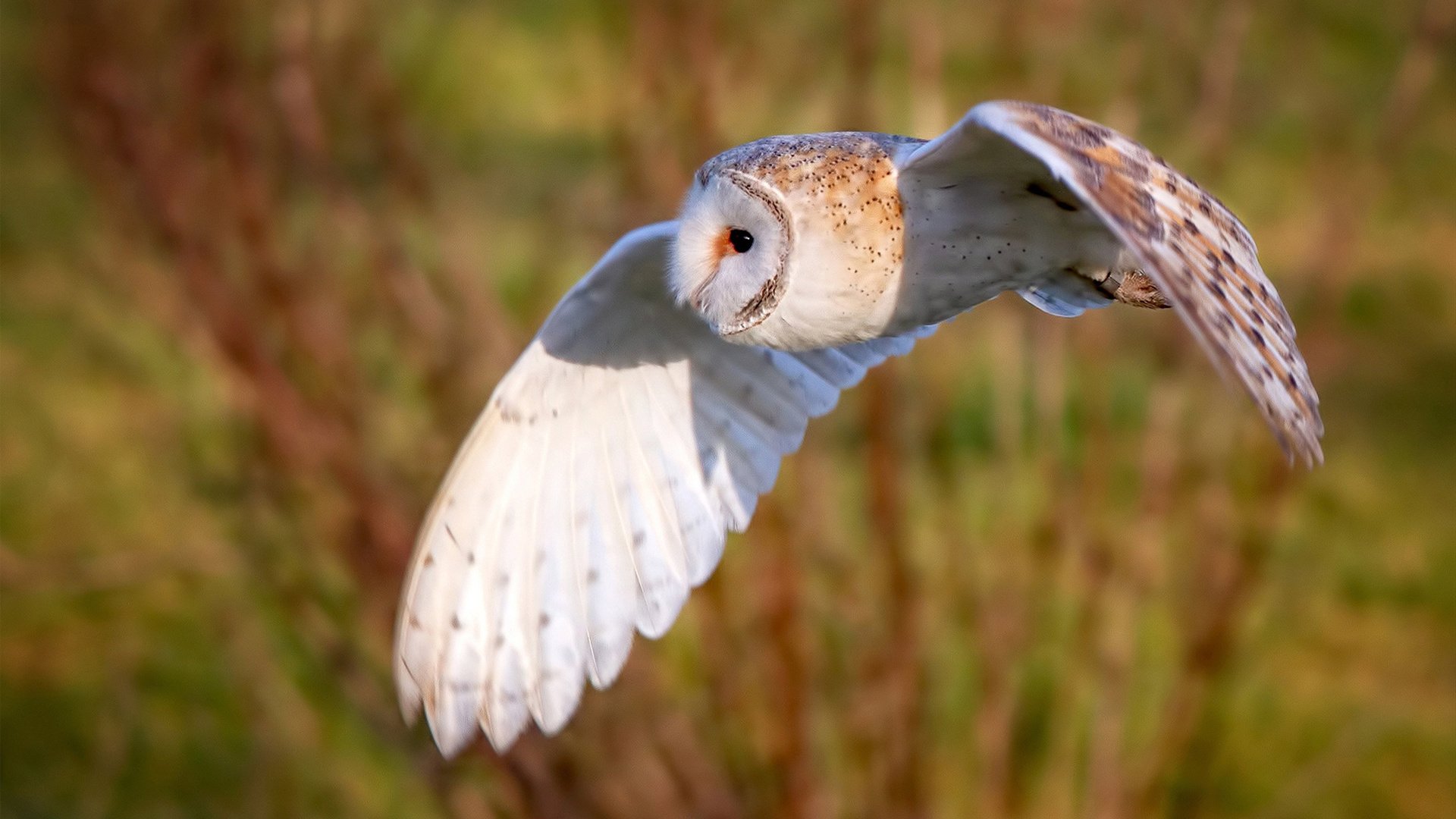 中路渗透型前腰是否更符合现代控球思路，中路渗透用什么阵型
