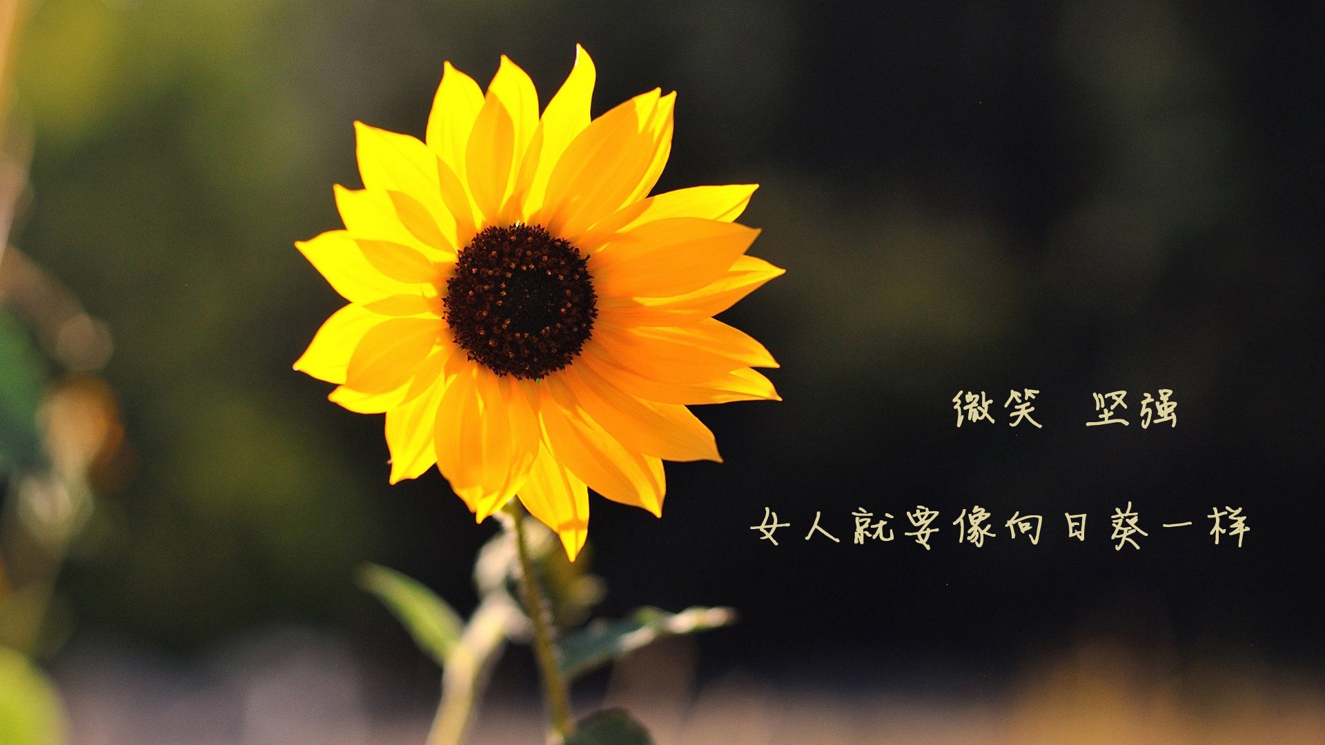 全民健身宣传月联动百城广场健步走,2018全民广场健身舞推广示范