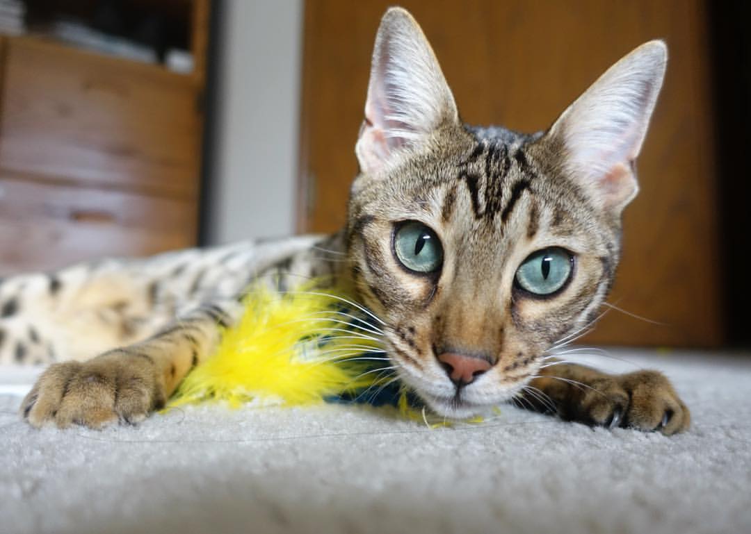 浙江雄狮注重节奏变化打出多段高潮,浙江雄狮服务队