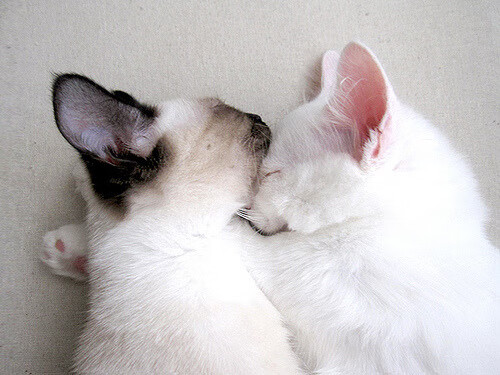 青训课程设计缺少个性化发展,青训课程设计缺少个性化发展的原因