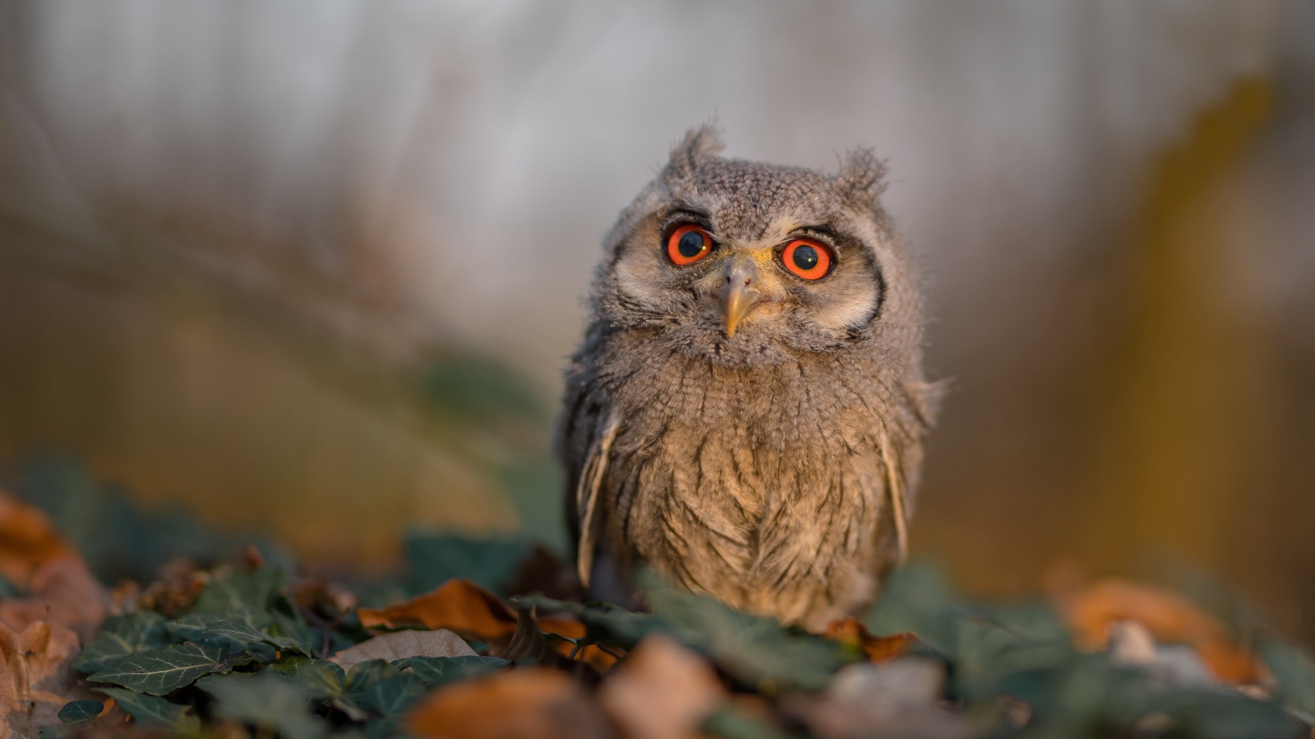 中国女排全新主攻组合表现抢眼,中国女排主队