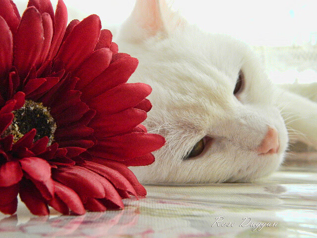 利物浦欧冠赛场奋力争先,目标冲击冠军