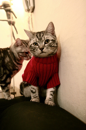 卡普尔突破、传球与防守的全能表现,让袋鼠队攻防兼备,卡普尔包