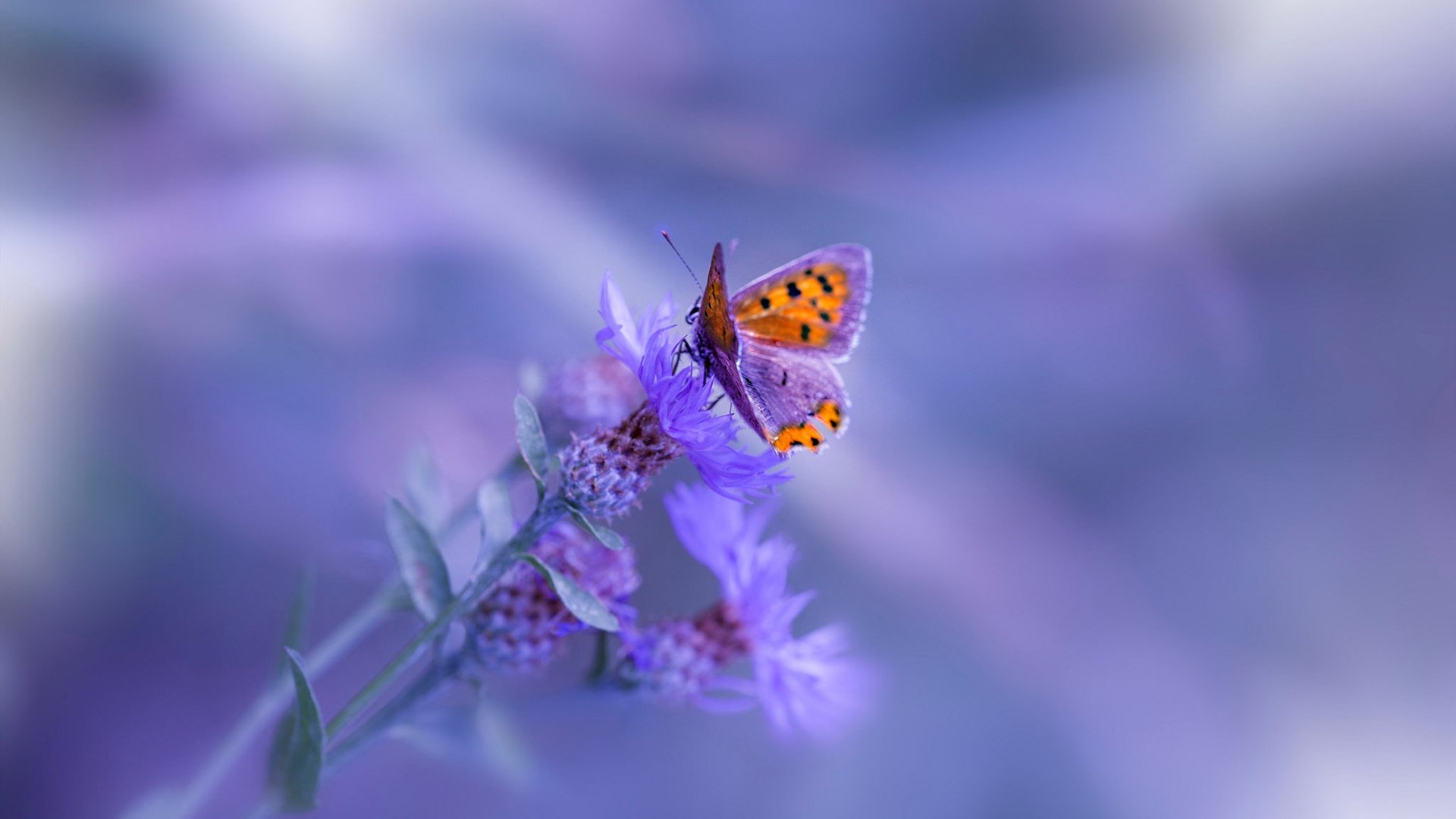 库里在训练中加强身体对抗备战季后赛,库里训练有多刻苦