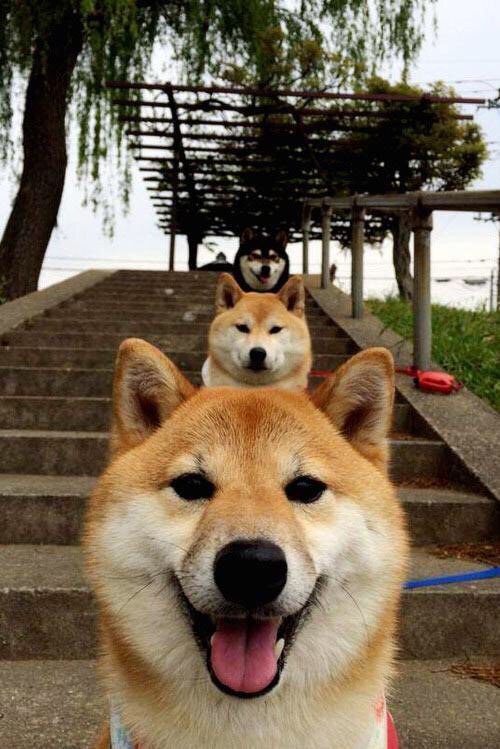 新西兰女子橄榄球队的国际化扩展,加速全球市场布局,新西兰橄榄球1995年