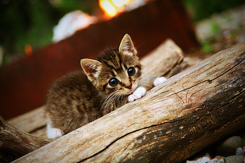 开云体育登录入口-水球快攻中立代表队A形成压制，水球站位