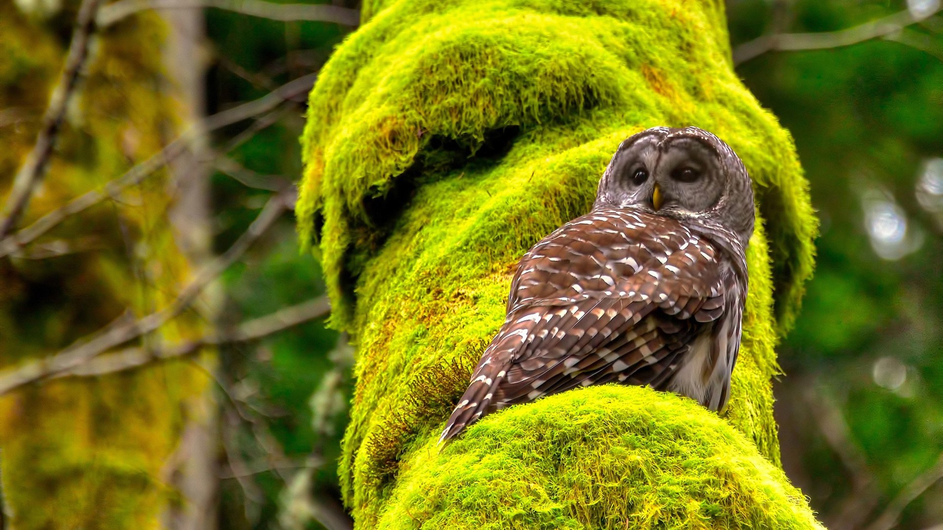 特斯·冯·迪克：他的出色视野为南非队带来了更多进攻选择，冯·迪特里施